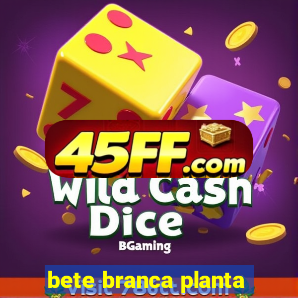 bete branca planta